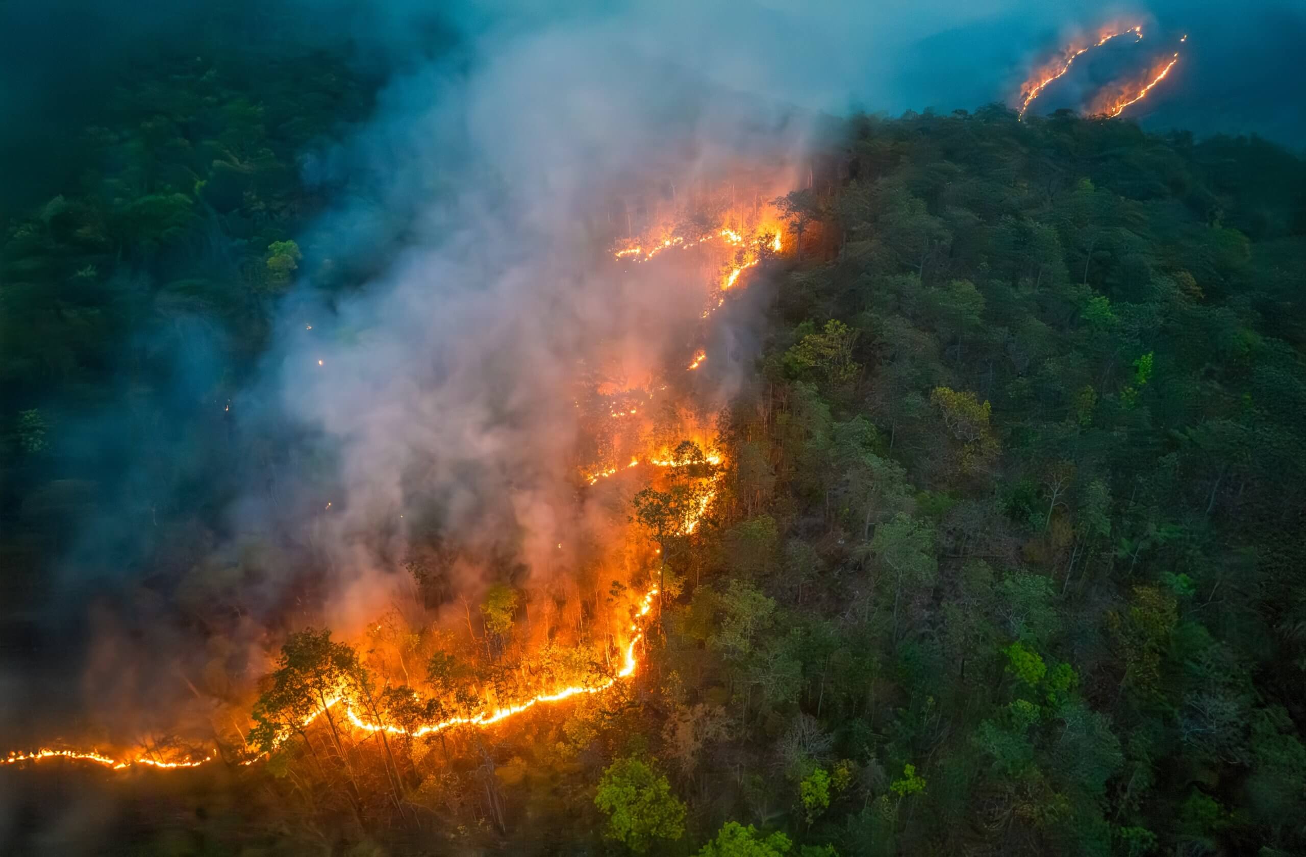 A wildfire burning through a forest at night, with flames visible in the trees.